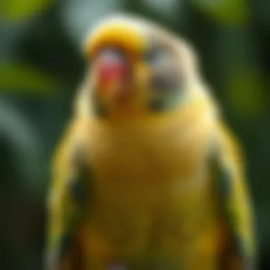 Magnificent A Comprehensive Guide to Parakeets: Understanding Their Care, Behavior, and Needs Magnificent A Comprehensive Guide to Parakeets: Understanding Their Care, Behavior, and Needs