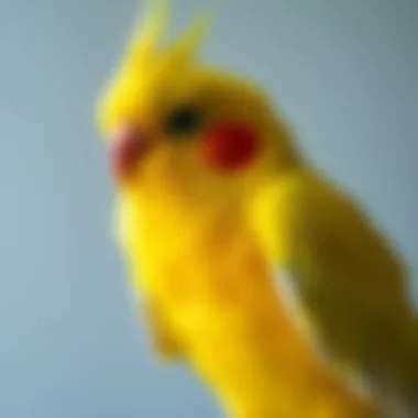 Magnificent Comprehensive Guide to Cockatiel Pets Magnificent Comprehensive Guide to Cockatiel Pets