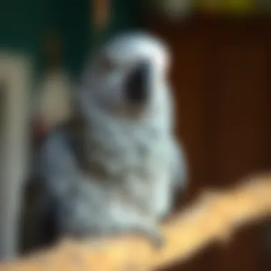 Magnificent Exploring Local African Grey Rescue Options