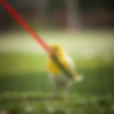 Magnificent Exploring the Uses and Benefits of Bird Leg Leashes