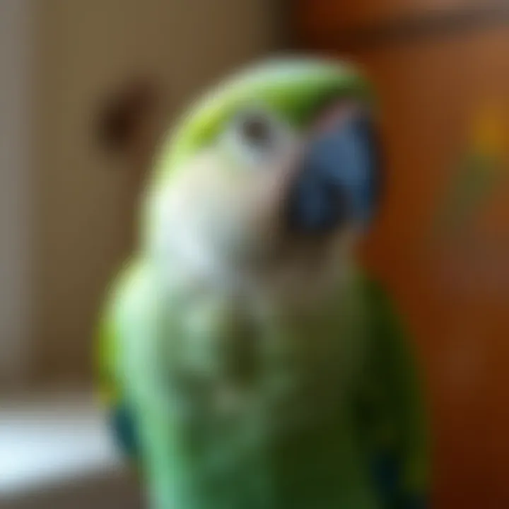 Magnificent Finding a Home for Parrots: Navigating Adoption and Care