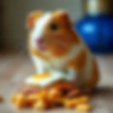 Magnificent Food That Guinea Pigs Can Eat Magnificent Food That Guinea Pigs Can Eat