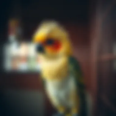 Magnificent Selecting the Premier Cage for Indian Ringnecks Magnificent Selecting the Premier Cage for Indian Ringnecks