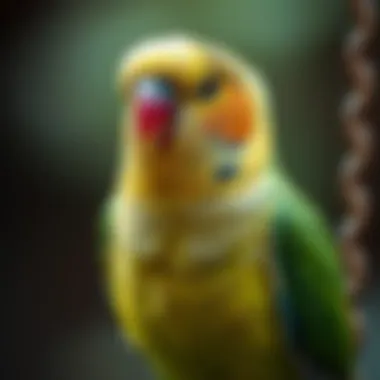 Magnificent The Significance of Organic Parakeet Food Magnificent The Significance of Organic Parakeet Food