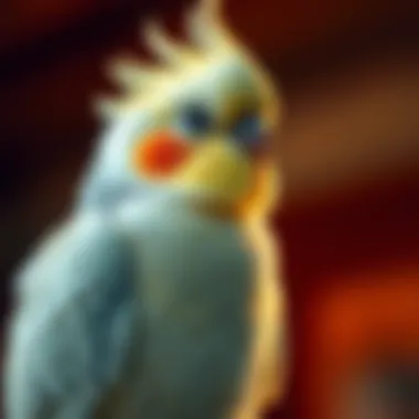Magnificent Training a Cockatiel: A Comprehensive Guide Magnificent Training a Cockatiel: A Comprehensive Guide