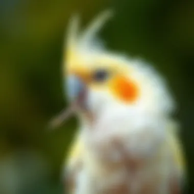 Magnificent Understanding Cockatiel Beak Grinding Magnificent Understanding Cockatiel Beak Grinding