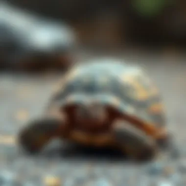 Magnificent Understanding the Role of Calcium in Sulcata Tortoise Care Magnificent Understanding the Role of Calcium in Sulcata Tortoise Care