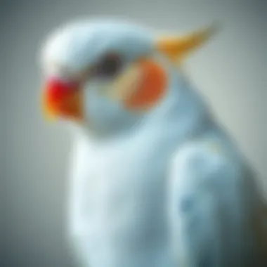 Magnificent What to Feed Cockatiels: A Comprehensive Guide Magnificent What to Feed Cockatiels: A Comprehensive Guide
