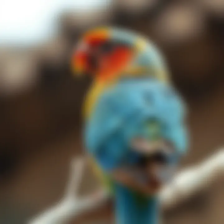 Magnificent Where to Buy Live Birds: A Comprehensive Guide