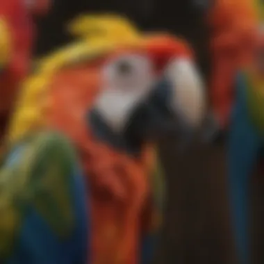 The Dazzling Plumage of Macaw Parrots Close-up of a macaw displaying its colorful feathers