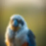 A Comprehensive Guide to Avian Medications Introduction