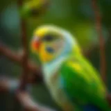 A Comprehensive Guide to Parakeets: Understanding Their Care, Behavior, and Needs Introduction