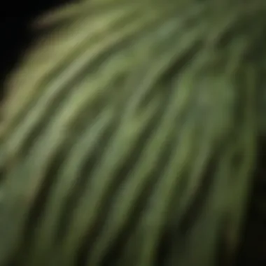 A close-up of a kakapo showcasing its unique feathers