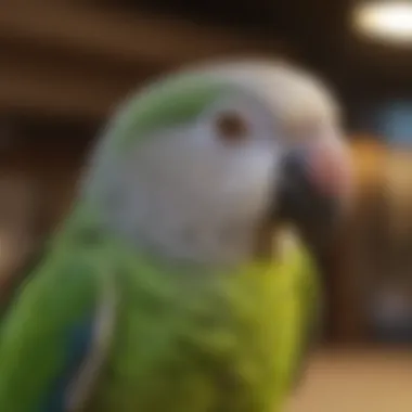 Understanding Legal Norms for Quaker Parrot Ownership A map highlighting regions with laws on parrot ownership