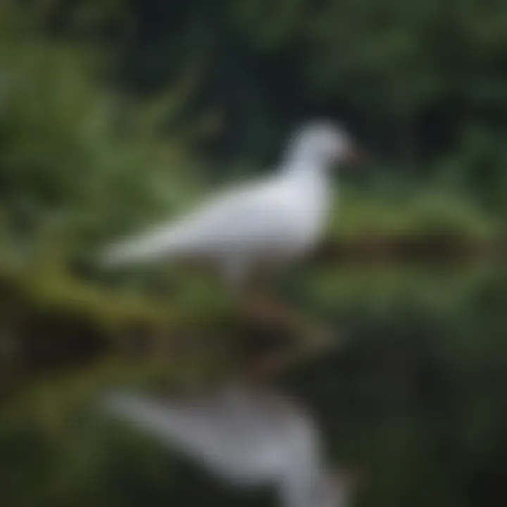 A serene white bird perched near a tranquil water body