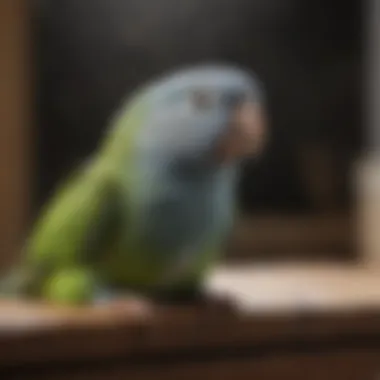 A pet owner gently misting their parakeet with water