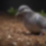 Doves feeding on a variety of seeds