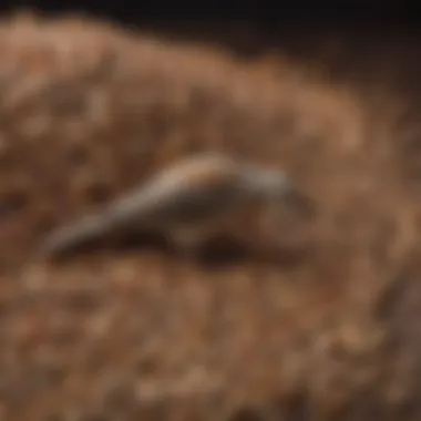 A close-up of bird seeds and grains showcasing nutritional elements.