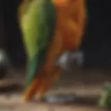 A close-up of a parrot's feet showing well-trimmed nails