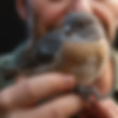 Calm bird resting in a pet owner's hand