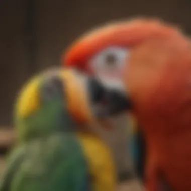 A parrot engaging with a colorful preening toy, showcasing natural behaviors.