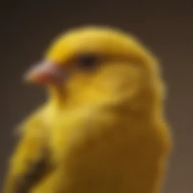 Showcasing Canary Traits A close-up of a canary displaying its unique color and pattern traits