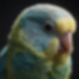 Anatomy of budgie nails showcasing the structure and growth patterns.