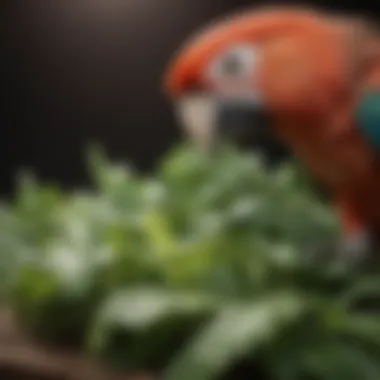 Calcium Sources for Parrots Close-up of a calcium-rich food source like leafy greens or cuttlebone for parrots.