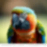 Caring for a Macaw: A Comprehensive Guide Introduction
