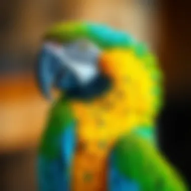 Notable Caring for a Macaw: A Comprehensive Guide Notable Caring for a Macaw: A Comprehensive Guide