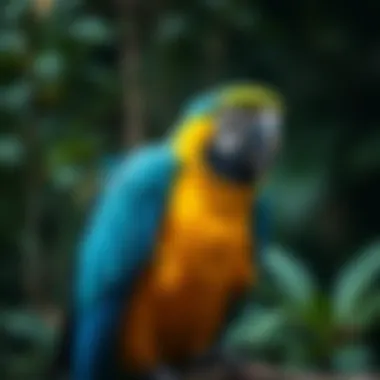 Caring for a Macaw: A Comprehensive Guide Summary Caring for a Macaw: A Comprehensive Guide Summary