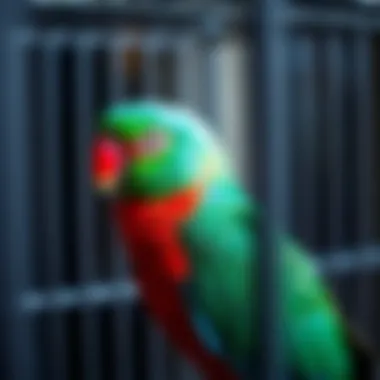 Mistakes in Cage Selection Common mistakes in cage selection for birds, with visual examples to avoid.