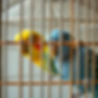 Importance of Bar Spacing Close-up of bar spacing in a bird cage