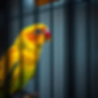 Quality Materials for Safety High-quality materials used in bird cages