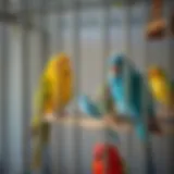 Spacious love bird cage with vibrant toys