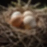 Close-up view of cockatiel eggs in nest