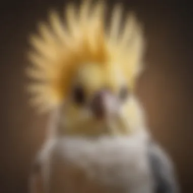 Healthy Cockatiel with Shiny Feathers A healthy cockatiel with shiny feathers, symbolizing proper care.