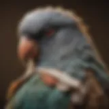 A close-up view of a pet bird with a bandaged wing, illustrating injury care.