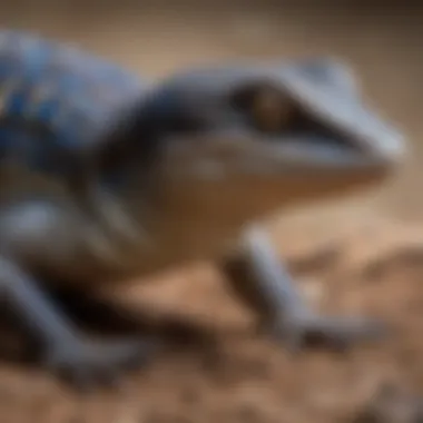 Understanding the Behavior of Northern Blue Tongue Skinks A close-up view of a northern blue tongue skink showcasing its vibrant colors.