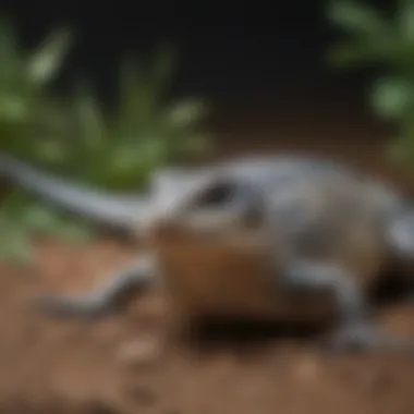 A variety of healthy food options suitable for northern blue tongue skinks.
