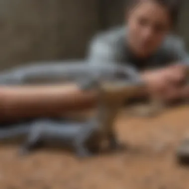 Health Considerations for Northern Blue Tongue Skinks A veterinarian conducting a health check on a northern blue tongue skink.