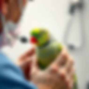Health Check for Lovebirds A lovebird being gently examined by a veterinarian, highlighting health care
