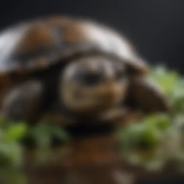 Nutritional Needs of Slider Turtles A close-up of a slider turtle enjoying a balanced diet including leafy greens and protein sources