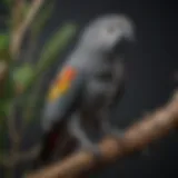 Vibrant African Gray parrot perched on a natural branch