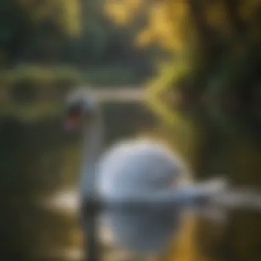 An elegant swan gliding gracefully across a serene lake