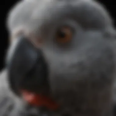 Close-up of an African Grey Parrot's facial features