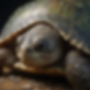 Monitoring Turtle Health: Signs to Observe A close-up of turtle scales to illustrate health monitoring techniques