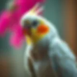 Comprehensive Guide to Cockatiel Pets Introduction