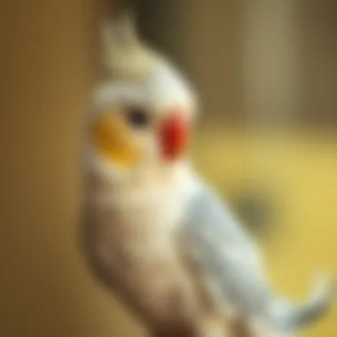 Notable Comprehensive Guide to Cockatiel Pets Notable Comprehensive Guide to Cockatiel Pets