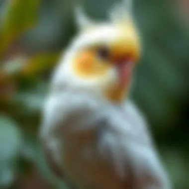 Comprehensive Guide to Cockatiel Pets Summary Comprehensive Guide to Cockatiel Pets Summary